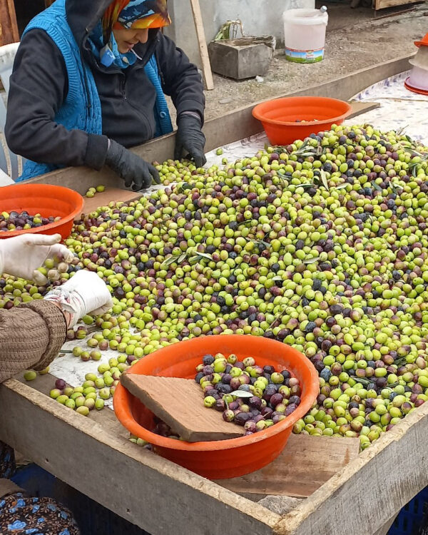 Hakkı Aker Geyikli zeytin hasatımız 05 Hakkı Aker Geyikli zeytin hasatımız 05