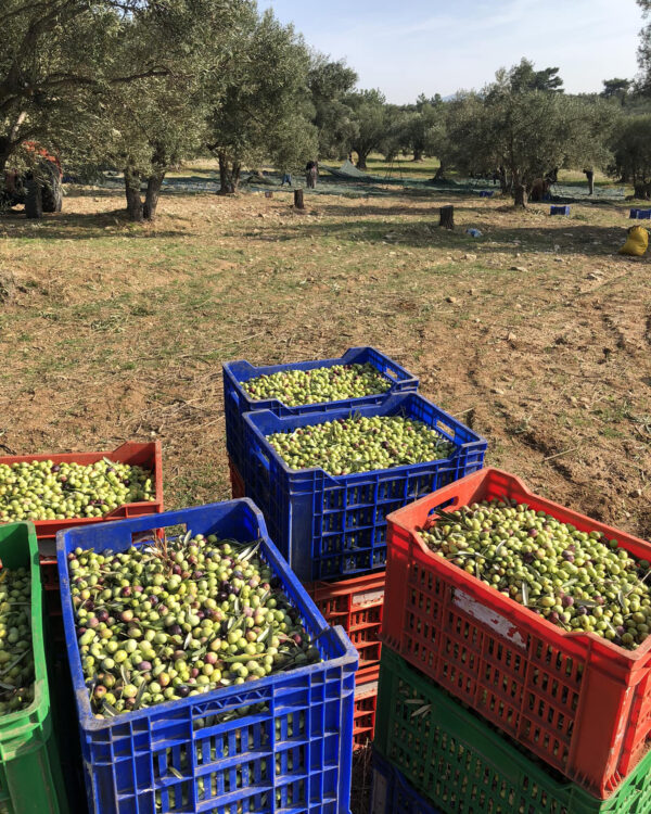 Hakkı Aker Geyikli zeytin hasatımız 08 Hakkı Aker Geyikli zeytin hasatımız 08